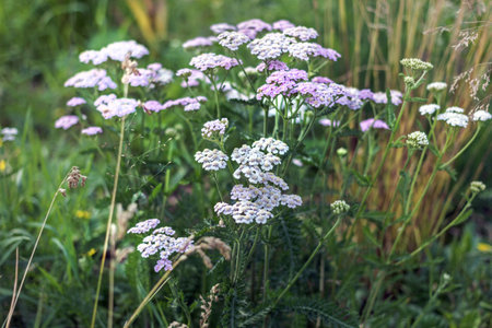 Charming pink and white flowering yarrow at summer happy dayの写真素材