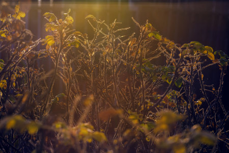 Pretty rosehip bush in rays of sunset autumn red sunの写真素材