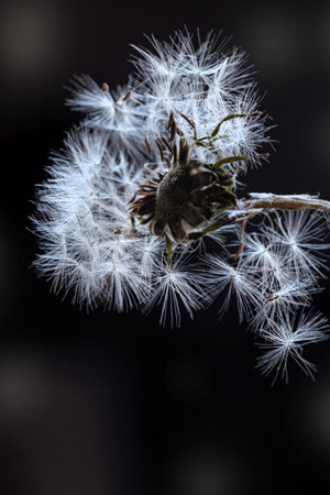 Amazing white dandelion flower on dark background for crew moodの写真素材