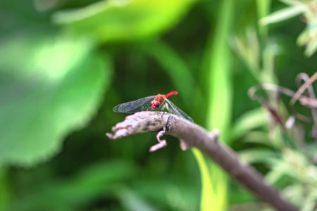 Real tired dragonfly with lowered wings at sunner sunny dayの写真素材