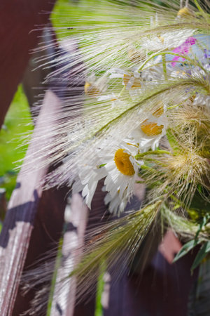 Real pretty flowers of summer big camomille at summer dayの写真素材