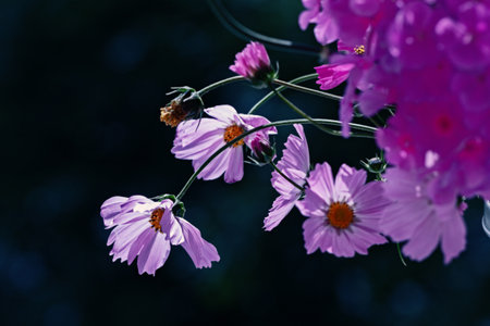 Pink flowers of cosmea on dark background for good moodの写真素材