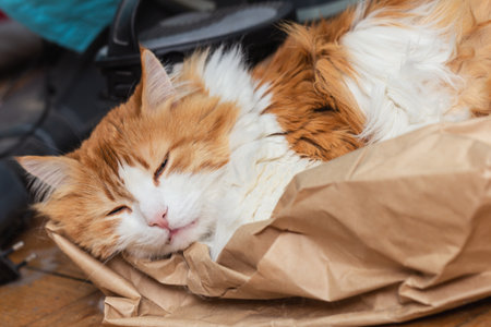 Pretty adult red-haired white cat sleeps on paper in silenceの写真素材