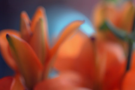 Pretty flowers of red lilies in blur like symbol of nirvanaの写真素材