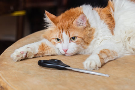 Real pretty adult white-red cat and scissors on wooden tableの写真素材