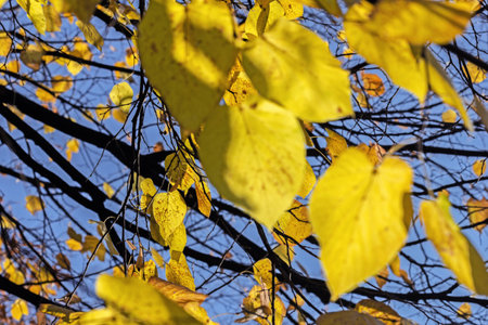 Real pretty colorful yellow autumn leaves on blue sky backgroundの写真素材