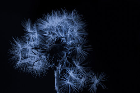 Real pretty white fluffy dandelion on black background like symbol of eternity in blue tonesの写真素材