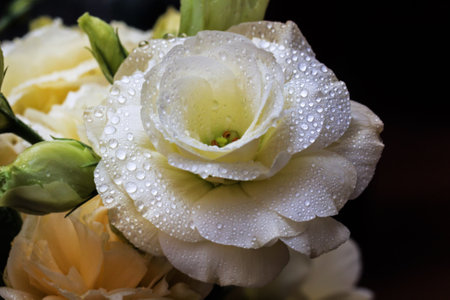 Real charming white beauty eustoma is revealed in drops of waterの写真素材
