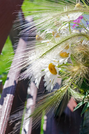 Real charming summer chamomile and ears of corn on sunny dayの写真素材