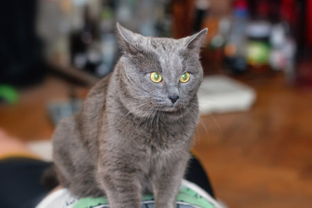 Adult pretty gray cat with surprised yellow eyes like heroの写真素材
