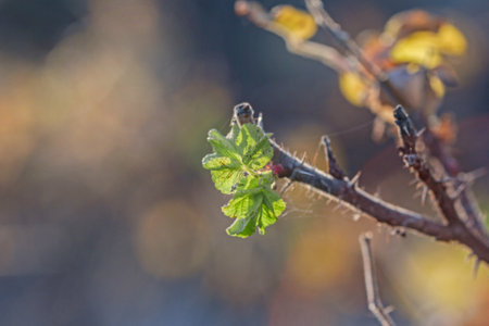 Real pretty branch with green leaves in happy sunset raysの写真素材