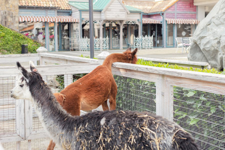 Real two pretty alpacas in contact zoo in clear dayの写真素材