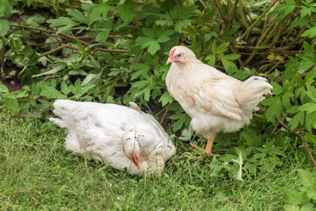 Two pretty white chickens in summer green grass in the afternoonの写真素材