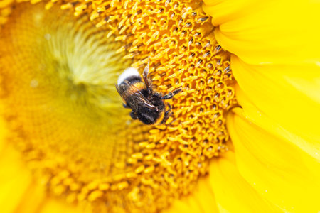 Real happy summer bee on yellow open sunflower for good moodの写真素材