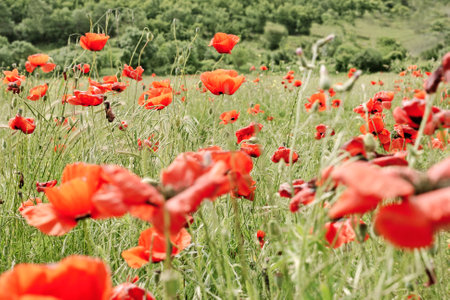 Nice green field with scarlet poppies like symbol of harmony