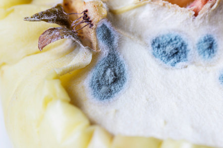 Real mold spots on half an apple like symbol of time and ageの写真素材