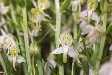 Platanthera Orchidaceae pretty close-up white flowers for collection of nature and good moodの写真素材