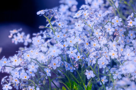 Real pretty bouquet of fresh blue forget-me-nots flowers on dark backgroundの写真素材