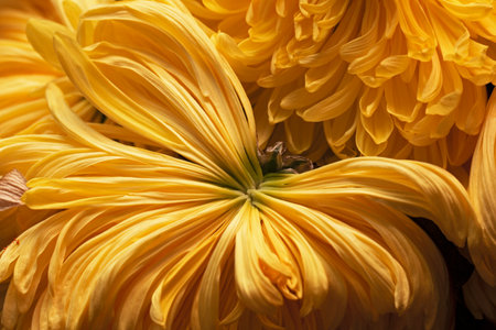 Real pretty yellow withering unique chrysanthemum is large and beautifulの写真素材
