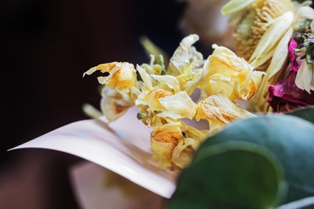 Charming withered dried tulip flowers in bouquet for best memories and like symbol of timeの写真素材