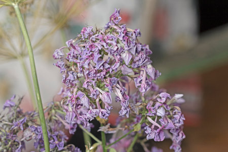 Real tender lilla colors faded purple phlox flowers as symbol of time and pastの写真素材