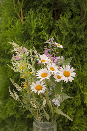 Charming summer bouquet with chamomilles on background of green branches of thujaの写真素材