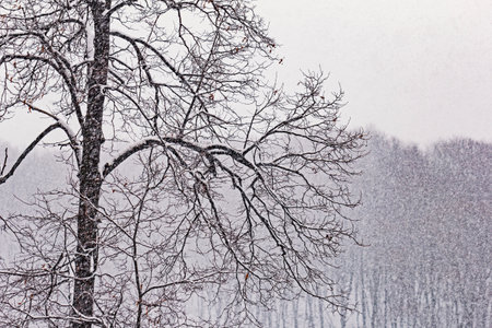 Real silhouettes of trees under heavy snowfall on winter dayの写真素材