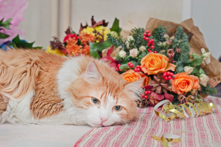 Real pretty adult sad red and white cat and festive bouquetの写真素材