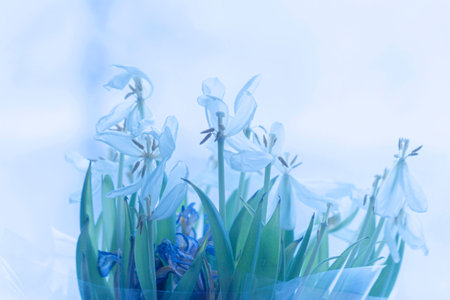 Soft faded tulips in light misty haze as symbol of tender signの写真素材