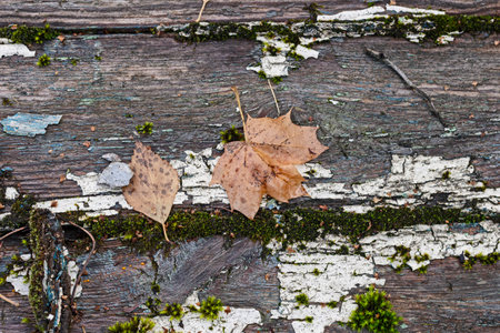 Real pretty autumn leaves on wooden boards as symbol of time