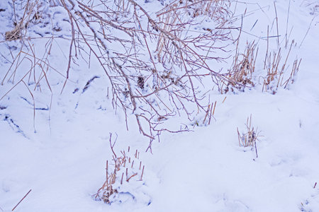 Real winter tree branches on background of fresh white snowの写真素材