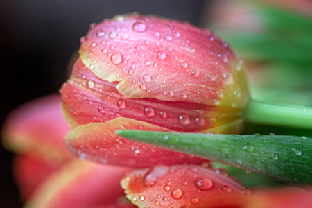 Real tender drops of water on red tulip flower close upの写真素材