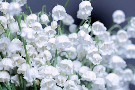 Really cahrming white fresh lily of the valley flowers largeの写真素材