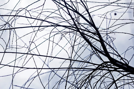 Real charming dry tree branches against great light gray sky