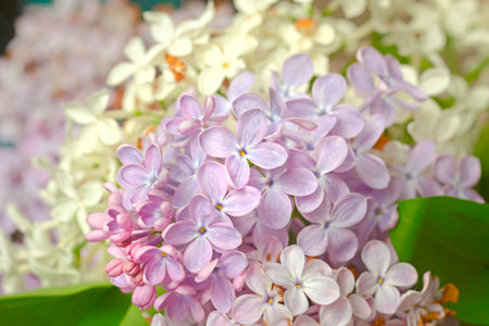 Real pretty fresh spring flowers of pale purple lilac on background of white lilac