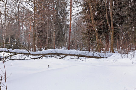Big tree lies in forest under snow in winter dayの写真素材