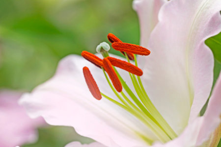 Pretty fresh large white lily blooming at summer sunny gardenの写真素材