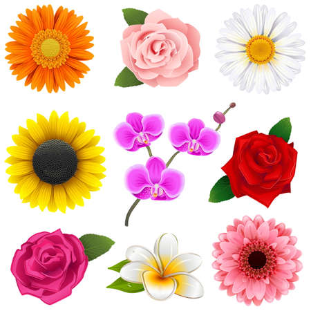 Vector Flower Icons isolated on white backgroundのイラスト素材