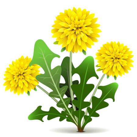 Vector Dandelion isolated on white backgroundのイラスト素材