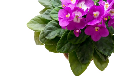 violet in a pot on a white background