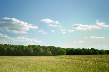 summer field landscape の写真素材