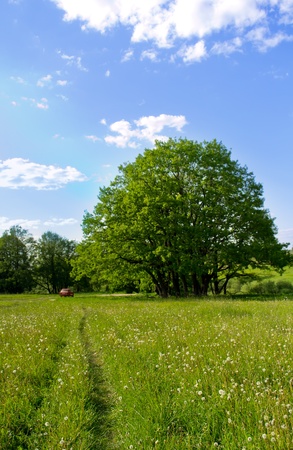 summer field landscape の写真素材