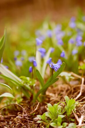 Plants in the gardenの写真素材