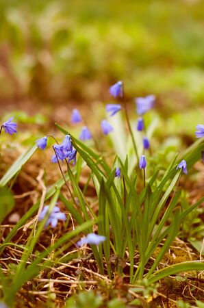 Plants in the gardenの写真素材