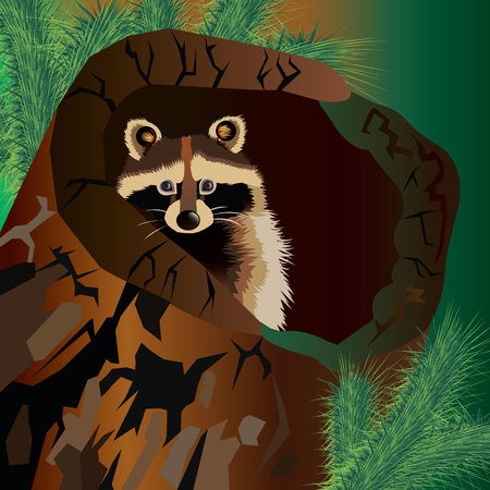 raccoon cute wild wildlife animal mammalのイラスト素材