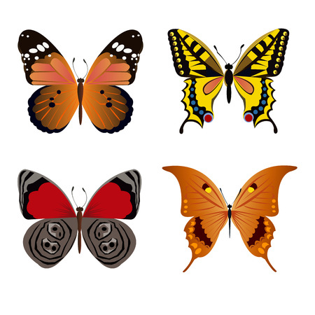 butterfly insect art white decorative colorのイラスト素材
