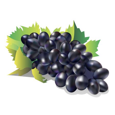 fruit food grape fresh natureのイラスト素材