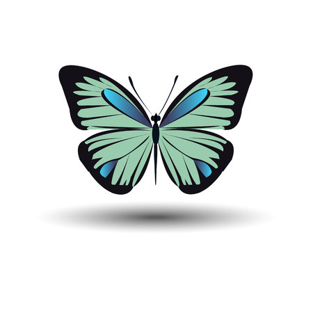 vector butterfly insect art white decorative colorのイラスト素材