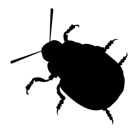 illustration nature potato colorado vector animal beetleのイラスト素材