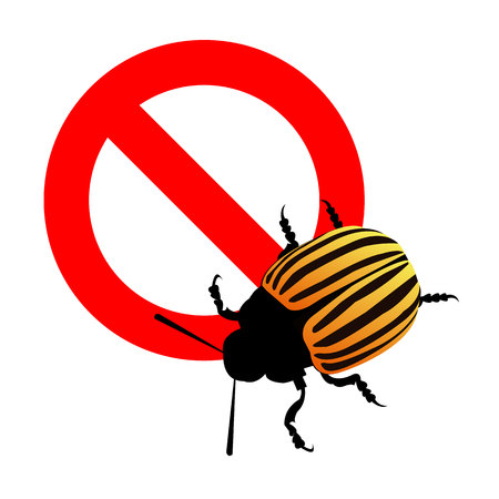 illustration nature potato colorado vector animal beetleのイラスト素材